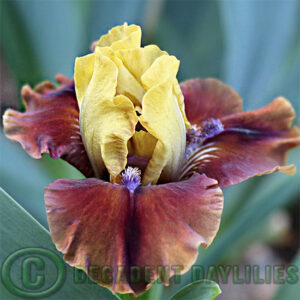 Dwarf Bearded Iris Decree