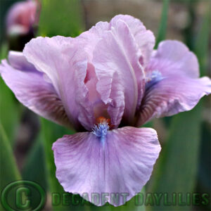 Dwarf Bearded Iris Dreamerino