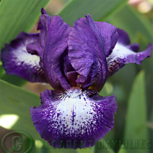 Dwarf Bearded Iris Face Paint