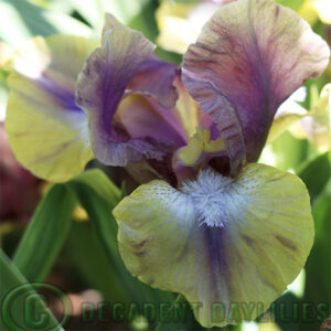 Dwarf Bearded Iris Glint