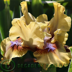 Dwarf Bearded Iris Jollience