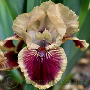 Dwarf Bearded Iris Mambo