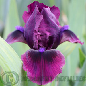 Dwarf Bearded Iris Rock Goblin