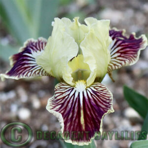 Dwarf Bearded Iris Sass With Class