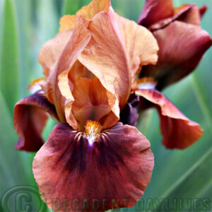 Dwarf Bearded Iris Spice Sister