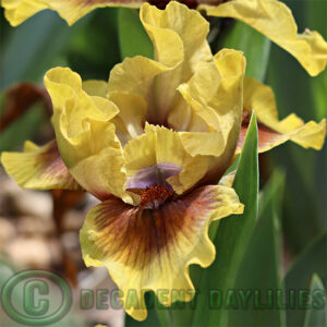 Dwarf Daylily Olives and Umber