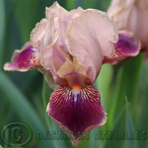 Dwarf Bearded Iris Gigglepot