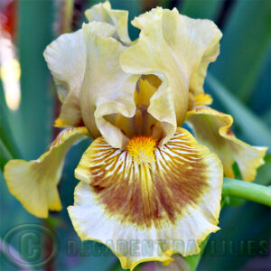 Median Bearded Iris Zinglet