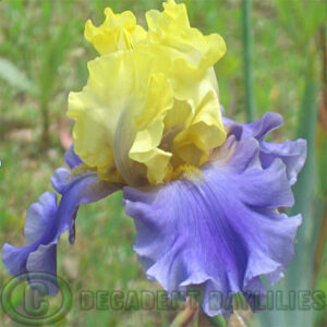 Tall Bearded Iris Edith Wolford Dykes Medal Winner 1993