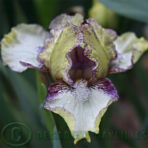 Dwarf Bearded Iris Ambitious One