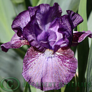 Dwarf Bearded Iris Artful