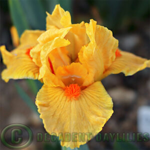 Dwarf Bearded Iris Clockwork