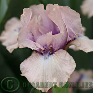 Dwarf Bearded Iris Giddy