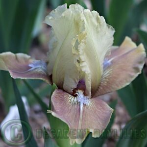 Dwarf Bearded Iris Honey Behold