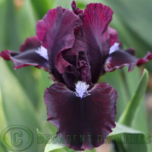 Dwarf Bearded Iris Hussy