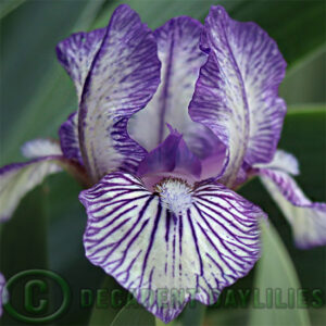 Dwarf Bearded Iris Lovesick Blues