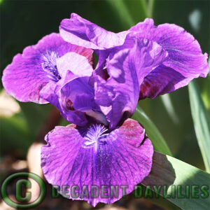 Dwarf Bearded Iris Plum Twist