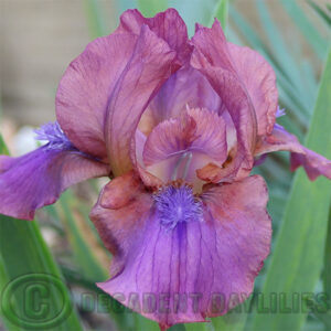 Dwarf Bearded Iris Sunset on Bridestowe