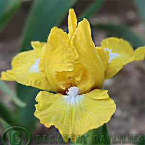 Dwarf Bearded Iris Trickstar