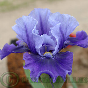 Median Bearded Iris Bluesman