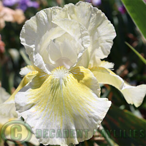 Median Bearded Iris Daddy Cool