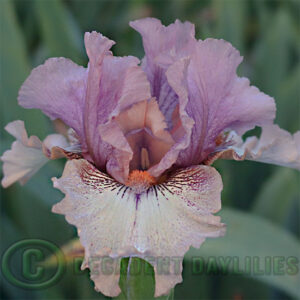 Median Bearded Iris Palaver