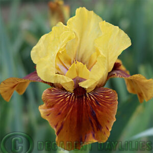 Median Bearded Iris Partygoer