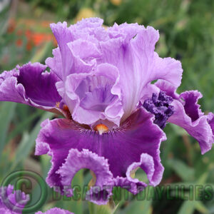 Tall Bearded Iris About Town