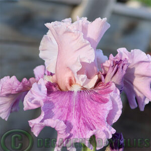 Tall Bearded Iris Absolute Cute