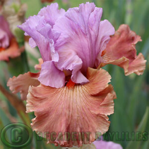 Tall Bearded Iris Adoree