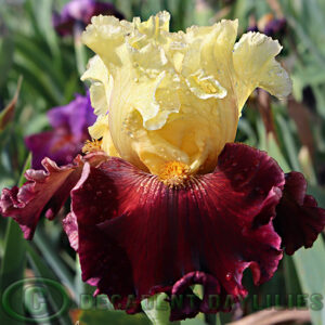 Tall Bearded Iris Argyle Knight