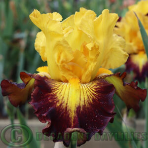 Tall Bearded Iris Aztec Art