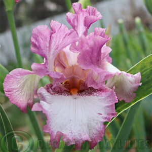 Tall Bearded Iris Ballet Performance