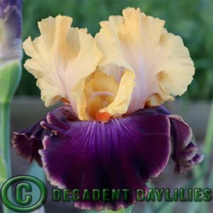 Tall Bearded Iris Be Mine Tonight