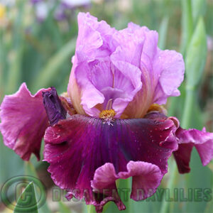 Tall Bearded Iris Beauty School