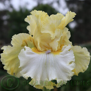 Tall Bearded Iris Bring Me Diamonds