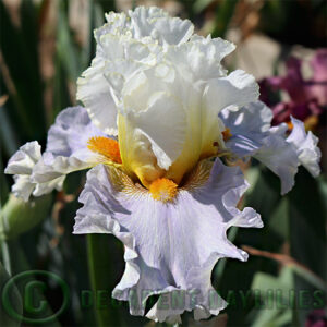 Tall Bearded Iris Bubbles all Around