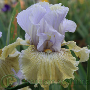 Tall Bearded Iris Butterfly Affair