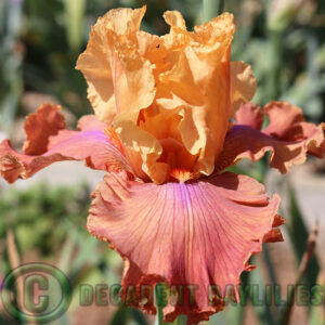 Tall Bearded Iris Candy Colours