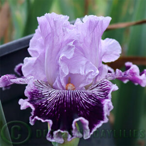 Tall Bearded Iris Captain Thunderbolt