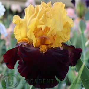 Tall Bearded Iris Cathy Chilton