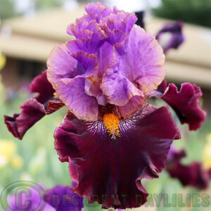 Tall Bearded Iris Cher and Cher Alike