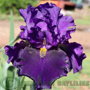 Tall Bearded Iris Classical Music