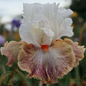 Tall Bearded Iris Colours of the Wind