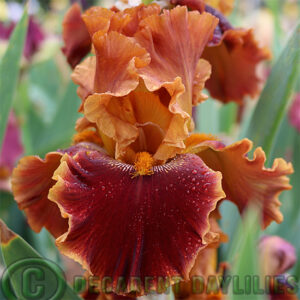 Tall Bearded Iris Copatonic