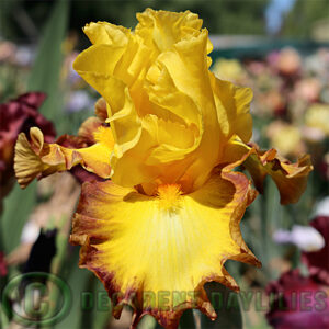 Tall Bearded Iris Core Values