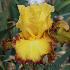 Tall Bearded Iris Core Values