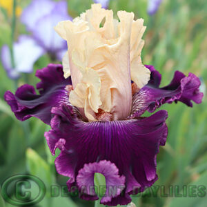 Tall Bearded Iris Crowns For Credit