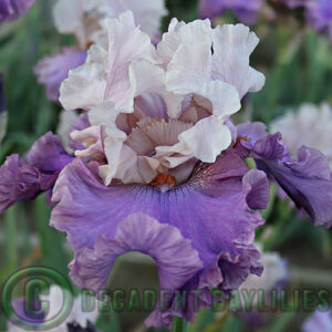 Tall Bearded Iris Dance A Dance