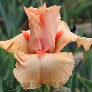 Tall Bearded Iris Day Glow